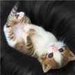 ひとりぐらしさな