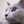 赤福猫
