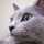 赤福猫 赤福猫