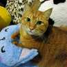 ねこまんま´ω｀●