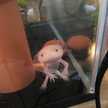 ももさとあいちゃん
