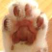 おぐにゃんこ
