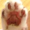 おぐにゃんこ