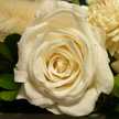 b_rose