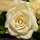 b_rose