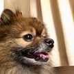 犬マン