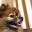 犬マン