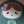 kokokuma