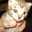 猫のミー