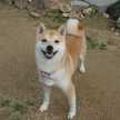 モカ母きなこ