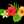 Aloha_qlp