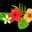 Aloha_qlp