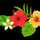 Aloha_qlp