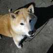 柴犬みかん