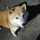 柴犬みかん 柴犬みかん