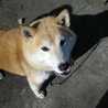 柴犬みかん