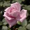 RoseMum RoseMum