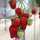willows_h