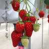 willows_h