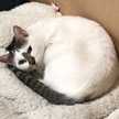 猫キッチンはーちゃん