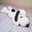 snoopy_snoopy
