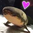 ろびん助