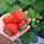 apricotpic apricotpic