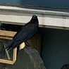 darkbird