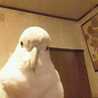 ソロモン2011