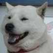 こういち犬