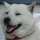 こういち犬 こういち犬