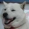 こういち犬 こういち犬