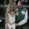 超巨大うさぎ