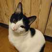 むさねこ