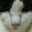 ぱんだねこ37
