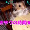 アウリ
