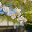 sakura0469