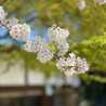 sakura0469