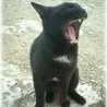 ねこちゅー
