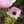 こえにゃん