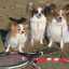 犬3匹も家族