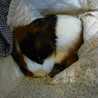 Madeleine7