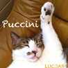 Luccar509