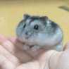 さきおcom