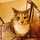 catlover15
