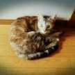 ねこ0822