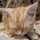 ☆初心者のねこ☆ ☆初心者のねこ☆