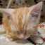 ☆初心者のねこ☆