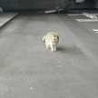 やんやんなつやん