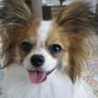 Hongcho